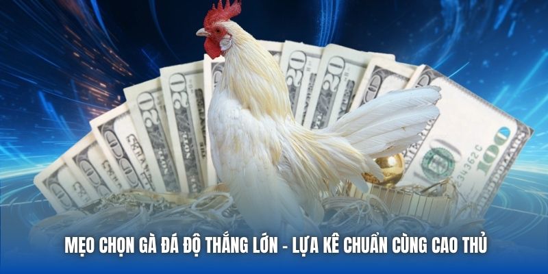 Mẹo Chọn Gà Đá Độ Thắng Lớn - Lựa Kê Chuẩn Cùng Cao Thủ