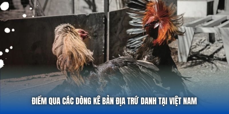 Điểm qua các dòng kê bản địa trứ danh tại Việt Nam