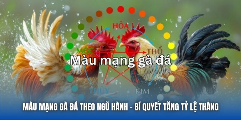 Màu Mạng Gà Đá Theo Ngũ Hành - Bí Quyết Tăng Tỷ Lệ Thắng
